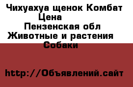 Чихуахуа щенок Комбат › Цена ­ 6 000 - Пензенская обл. Животные и растения » Собаки   